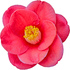 Japanese camellia